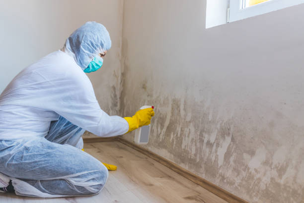 Best Attic Mold Removal  in Robert Lee, TX